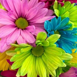 Meet your Posher, Terrina